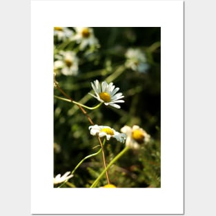 Chamomile Posters and Art